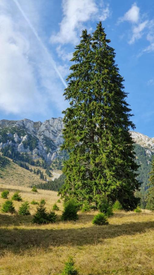 Pensiunea Crai Nou Şirnea Exterior foto